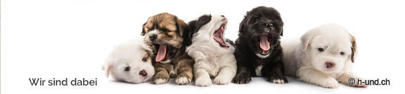Hunde-Knigge