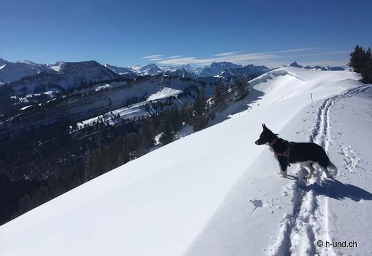 Bruggerenwald Urnäsch - Hochalp