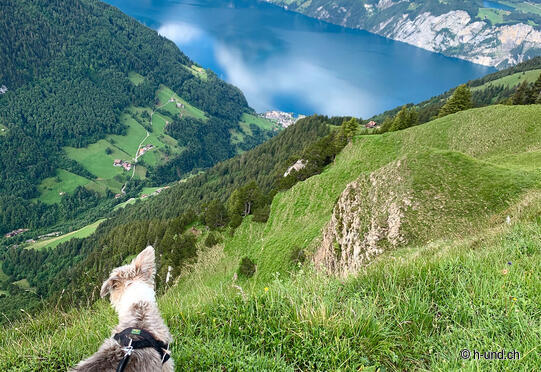 Klingenstock - Fronalpstock