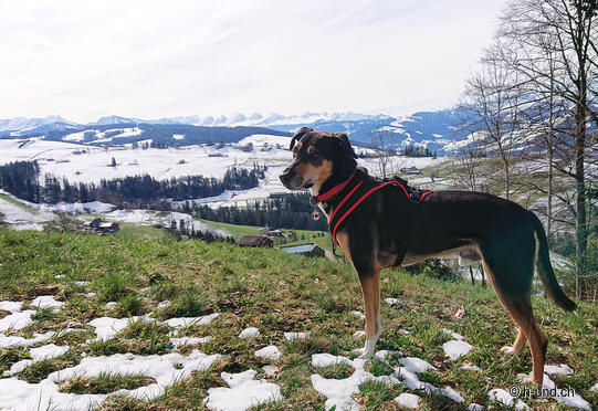 Köbelisberg circular hike