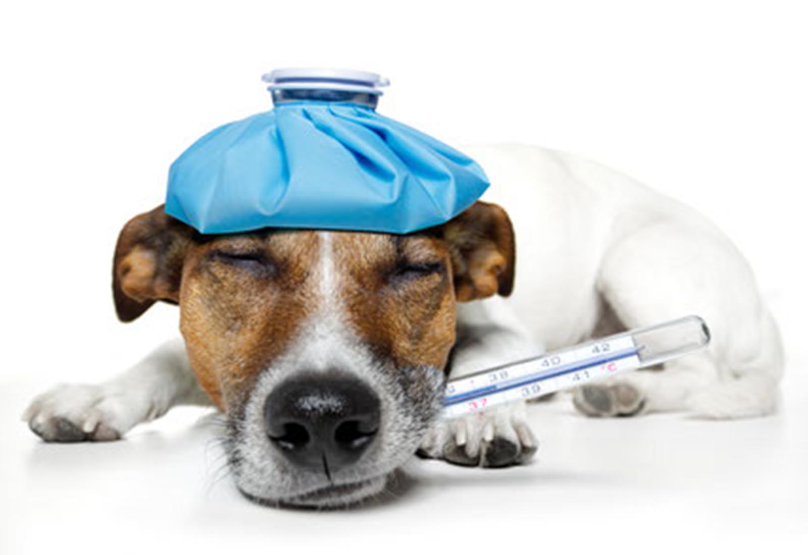 Erstes kennenlernen hund und katze