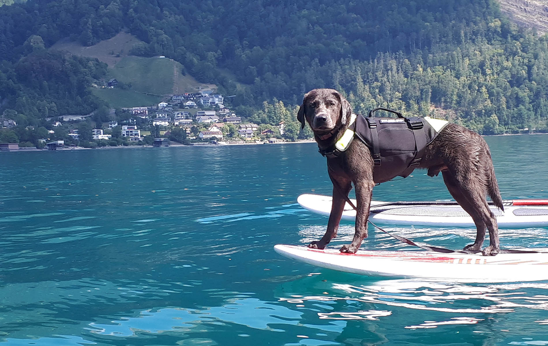 Partner mit hund kennenlernen