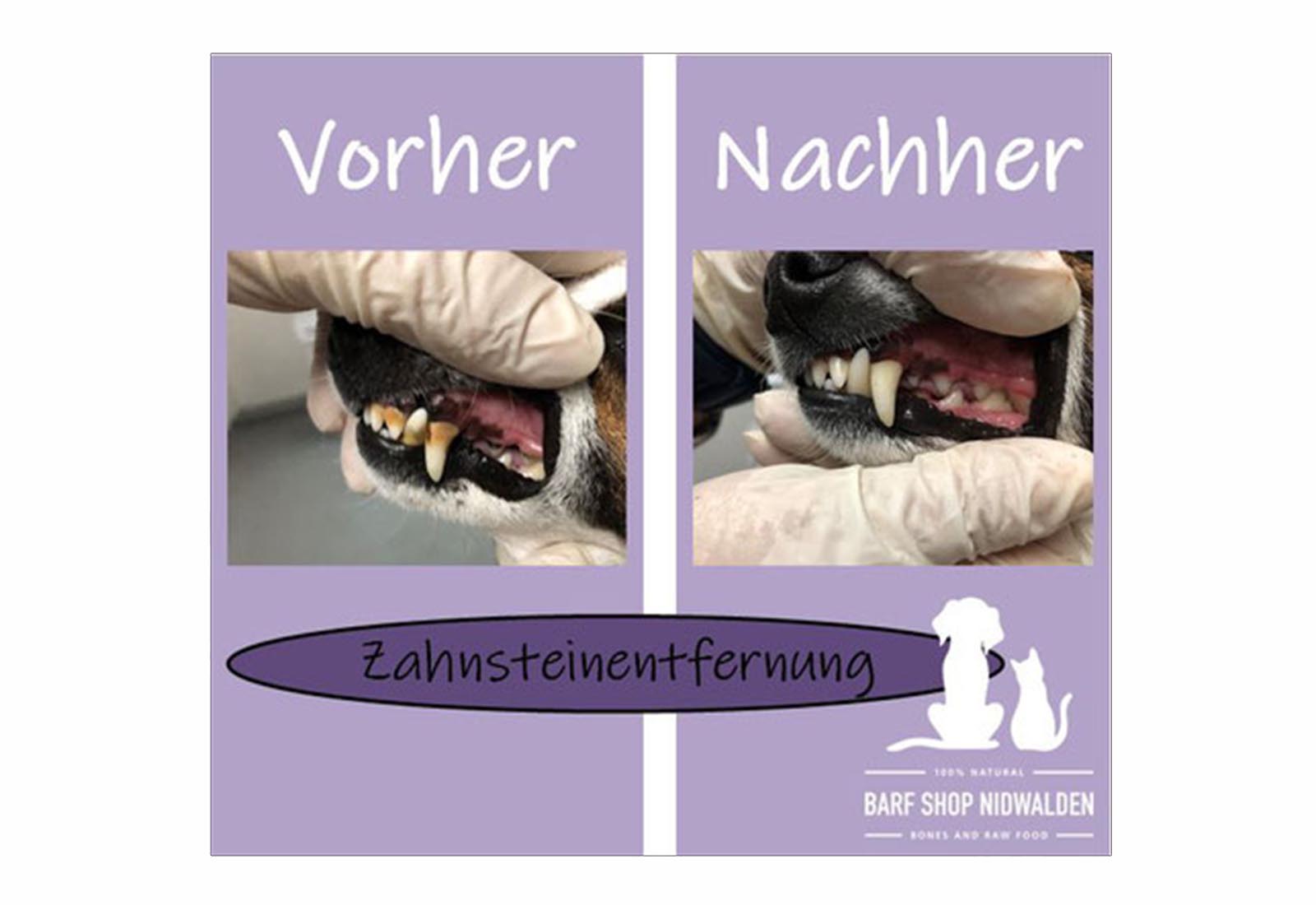 Zahnsteinentfernung für Hunde und Katzen