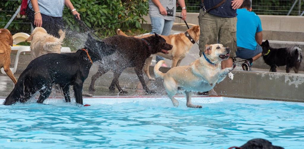2 hunde kennenlernen