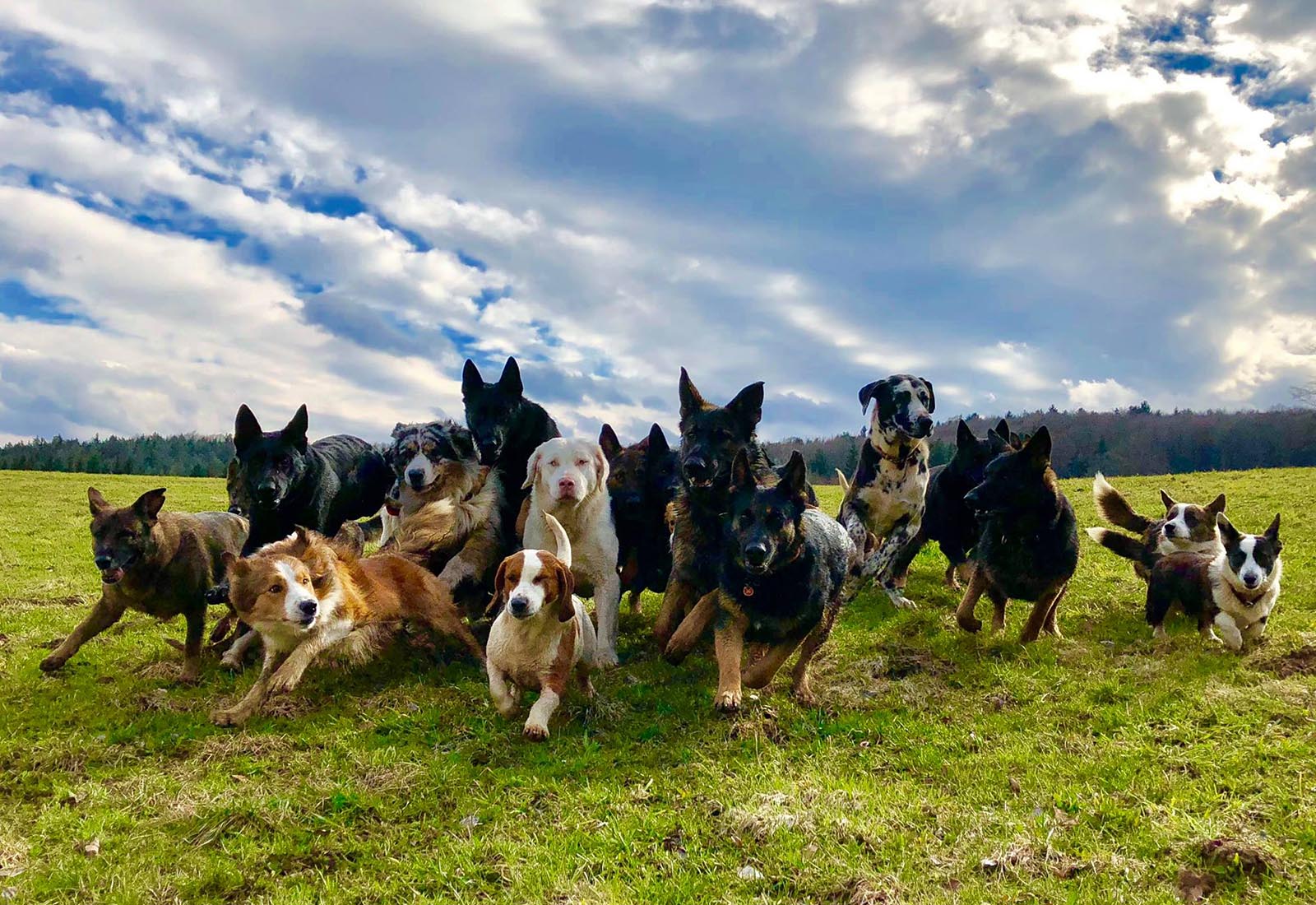 Themenabend Körpersprache des Hundes Hund Tourismus Schweiz