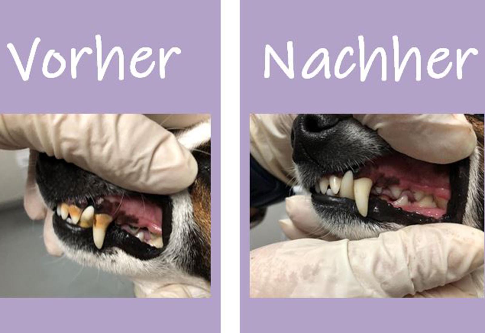DOGevents.net Workshop: Ultraschall Zahnsteinentfernung für Tiere