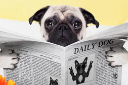 Daily Dog: News für euch!
