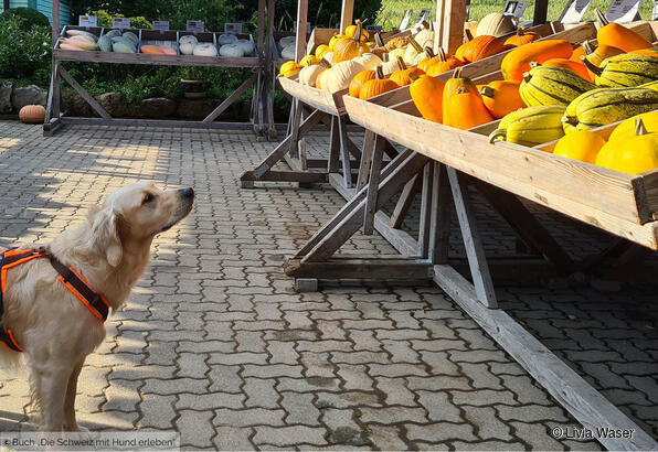 Attention : toutes les citrouilles ne sont pas propres à la consommation .