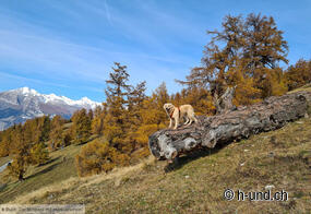 Godetevi l'autunno con il vostro cane