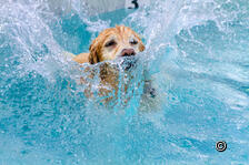 Baden mit Hund: zum Saisonende im Pool schwimmen.
