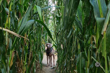 Adventure in the corn maze with a dog