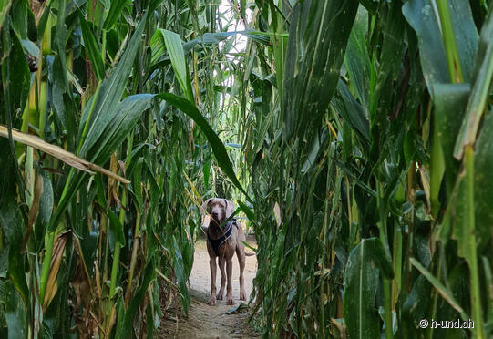 Corn maze with dog