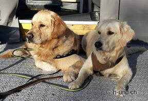 Profiter du soleil du soir sur le terrain de camping