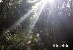Promenade matinale directement au camping