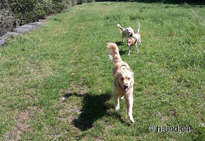 Piste de roue libre à Losone (près de Maggia) - à environ 20 minutes en voiture du camping