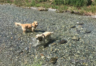Se rafraîchir après l'arrivée dans le ruisseau directement au camping Riarena à Cugnasco
