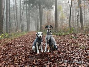 H-und.ch : Vivre la Suisse avec son chien