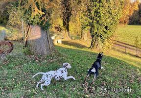 H-und.ch : Vivre la Suisse avec son chien