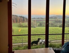 H-und.ch : Vivre la Suisse avec son chien