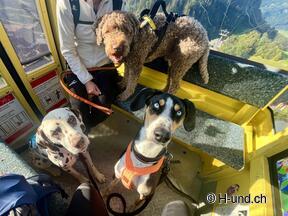 H-und.ch:Experience Switzerland with your dog