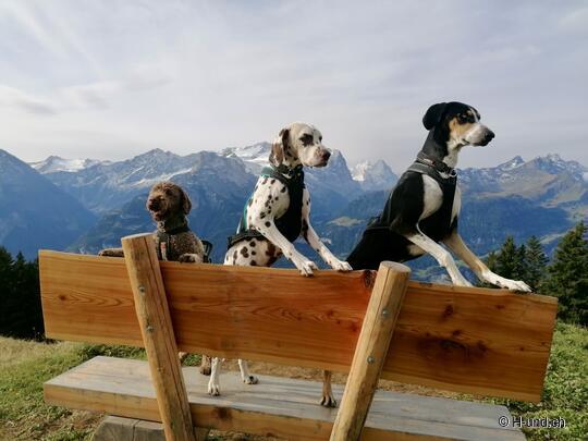 H-und.ch: Experience Switzerland with your dog