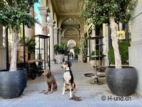 H-und.ch: Experience Switzerland with your dog