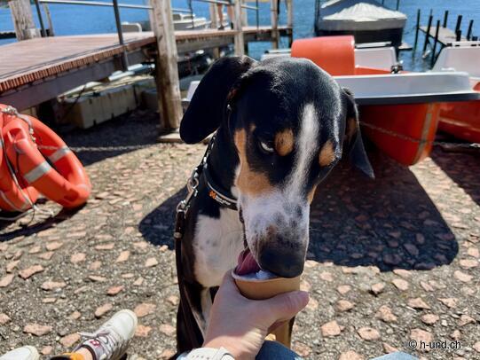 H-und.ch on Tour: Reka Holiday Village Lugano Alobnago