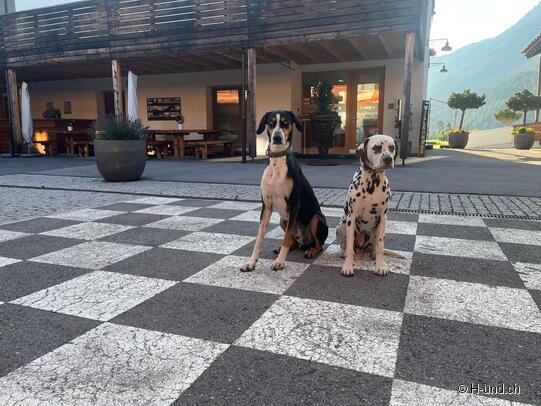 H-und.ch:Vivere la Svizzera con il proprio cane