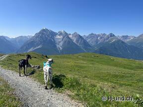H-und.ch: vivere la Svizzera con il proprio cane