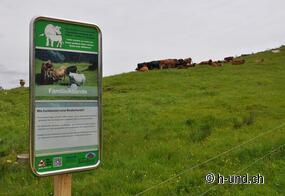 Rinder besser vestehen, Weiden sicher begehen.