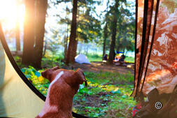 Camping with dog:Experience Switzerland
