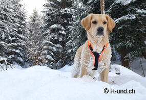 Winterzeit mit Hund: Die Schweiz erleben