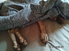 Momenti felici per le giornate fredde e umide con il vostro cane