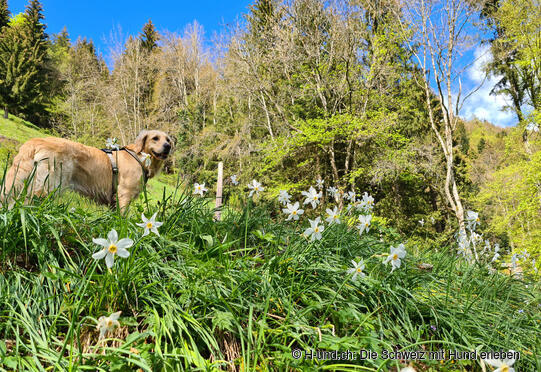 H-und.ch : Vivre la Suisse avec son chien