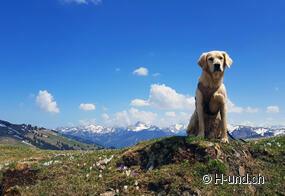 Silvester mit Hund entspannt verbringen