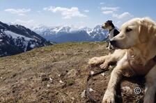 Frühling mit Hund in der Schweiz erleben