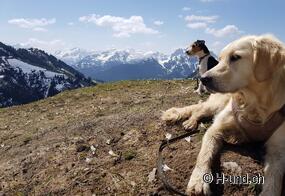 Spring with your dog