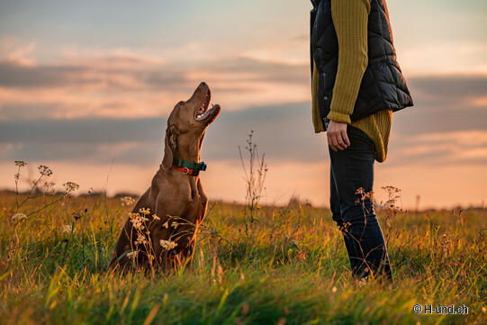 Chien et chasse en Suisse