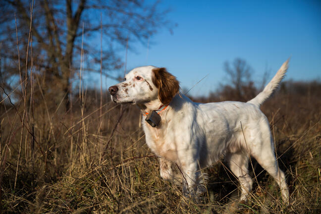 Chien fixe Chasse