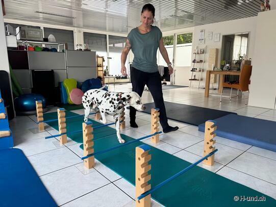 Fit for the hiking season: preparation with a dog