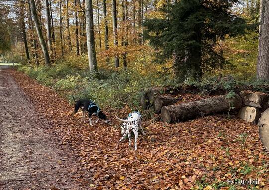 Fit for winter: preparation with a dog