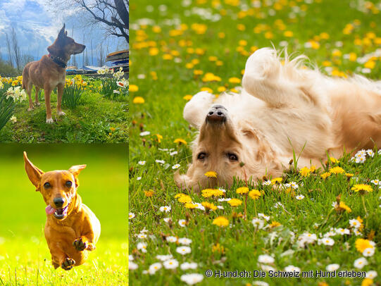 H-und.ch : Vivre la Suisse avec son chien