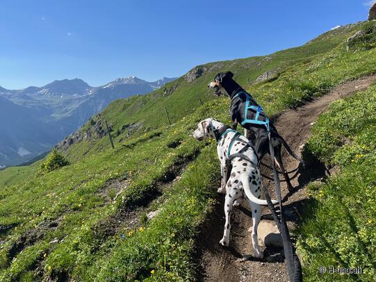 Fitt für die Wandersaison mit Hund