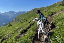 Fit für die Wandersaison: Vorbereitung mit Hund
