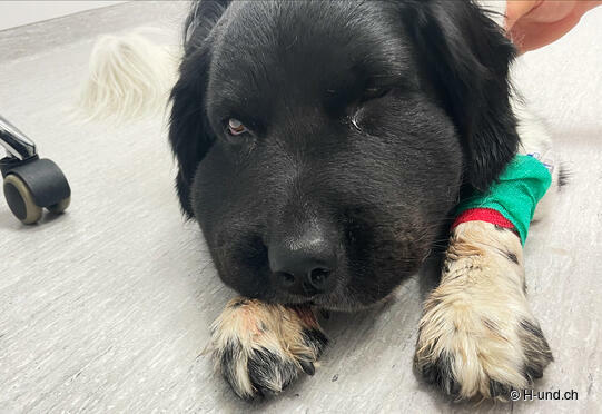 Abkühlung für Hunde im Sommer