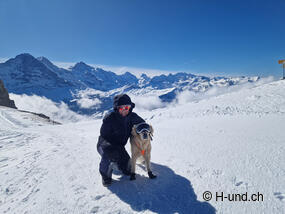 Hundebrille: Die Schweiz mit Hund