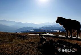 COVID-19 con cane Svizzera