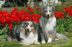 1. Platz (Nikan und Tiny)