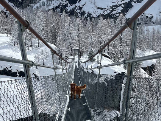 03. Jessy mit Anoki, Zermatt (VS)/Insta:@workingdogs_zermatt