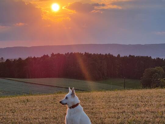 02. Loki, Lampenberg (BL)
